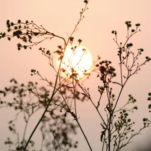 Summer Solstice Meditation Pack